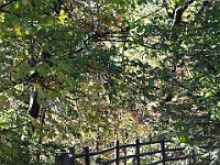 Rutger's Gardens 006